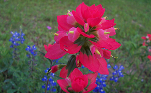 Sandy Oaks Wildflowers