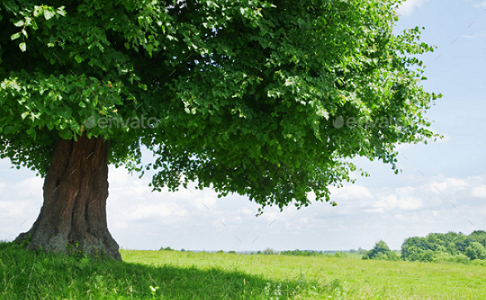 This Is What Is Killing Our Trees